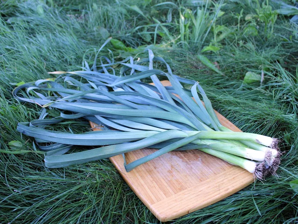 King Richard Organic Leek Seeds