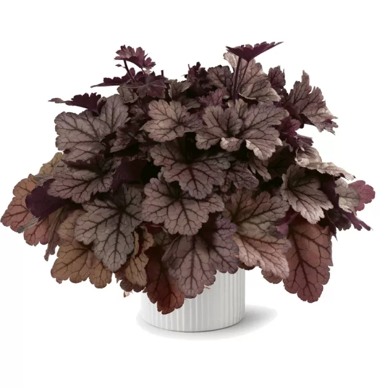 Kira Jersey Heuchera Plant Plug (Heuchera 'Kira Jersey') – Striking Foliage Color – Versatile Coral Bells for Shady Gardens & Edging