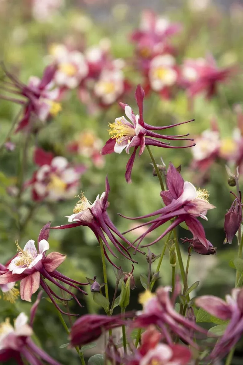 Kirigami™ Red & White Columbine