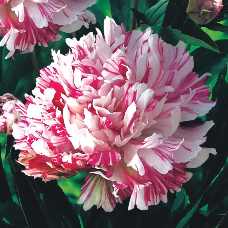 Kirinmaru Peony