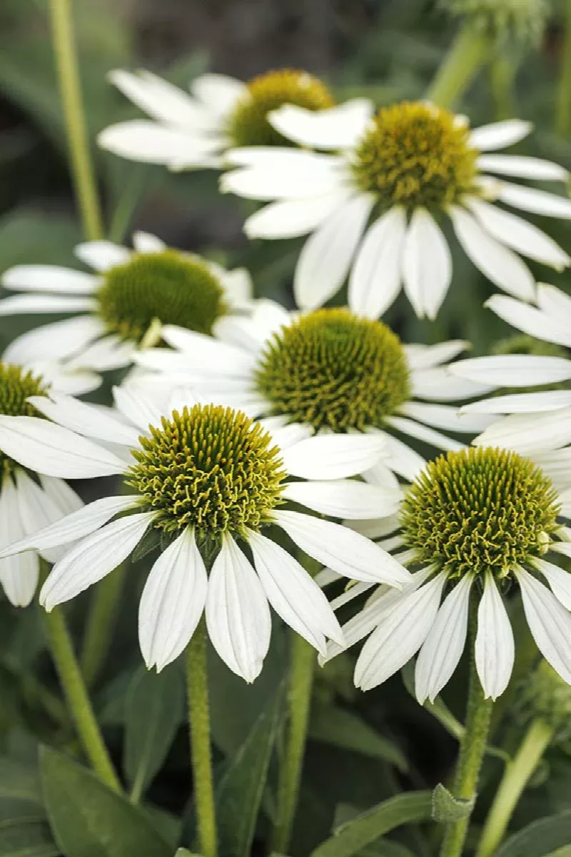 Kismet White Coneflower