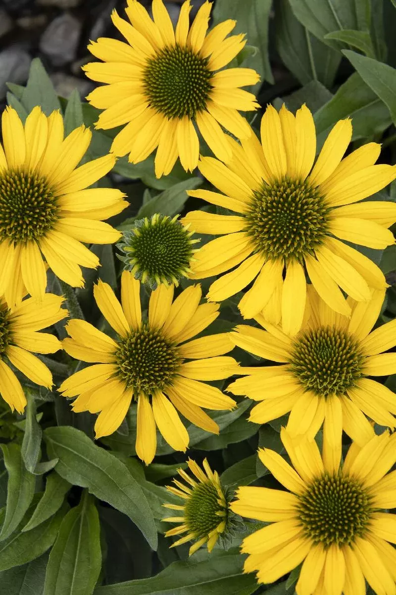 Kismet Yellow Coneflower