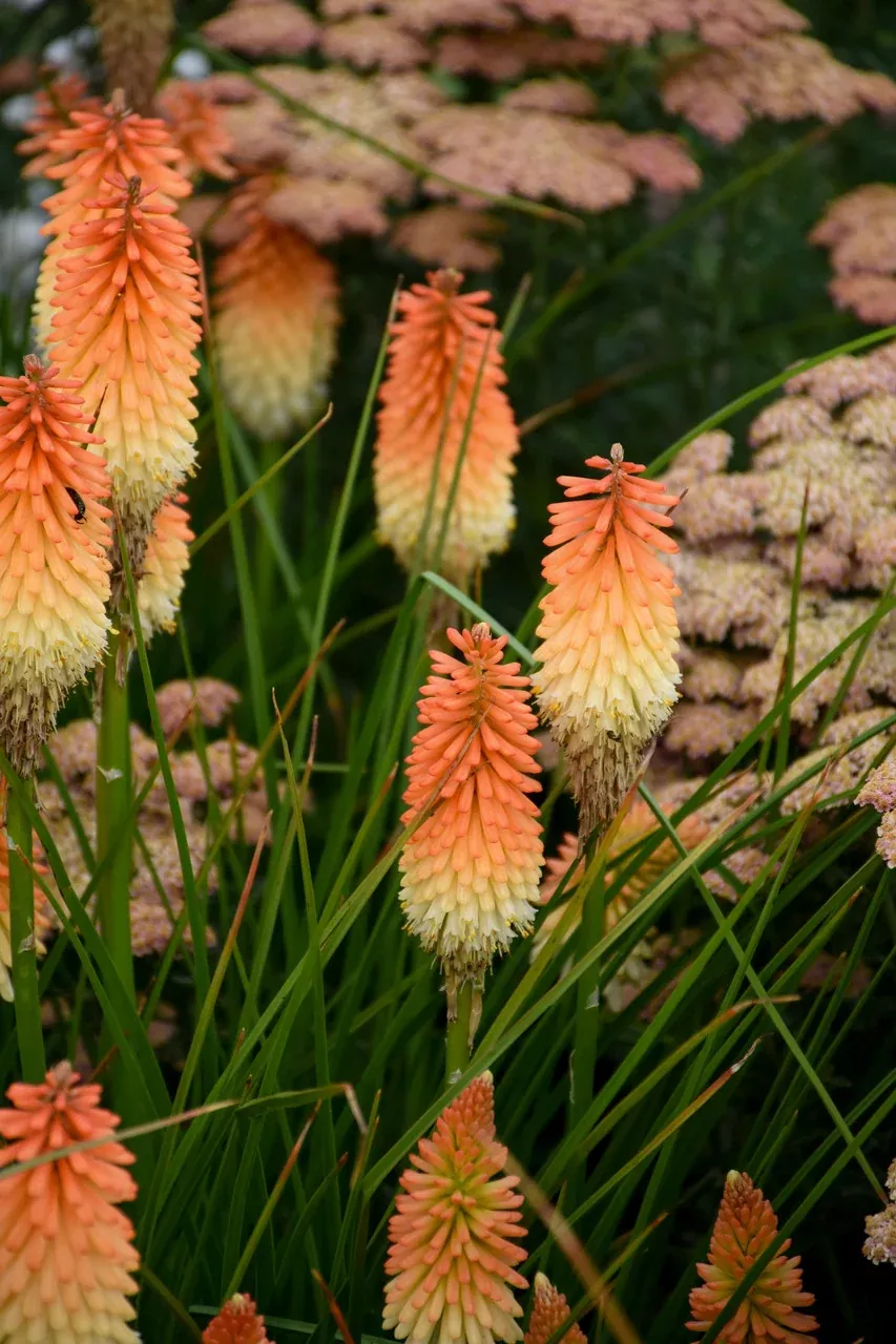 Kniphofia Pyromania 'Hot and Cold'