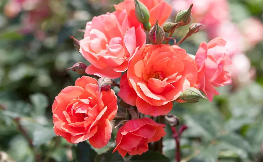 Knock Out - Coral Knockout Rose