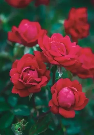 Knock Out - Rose Double Knock Out
