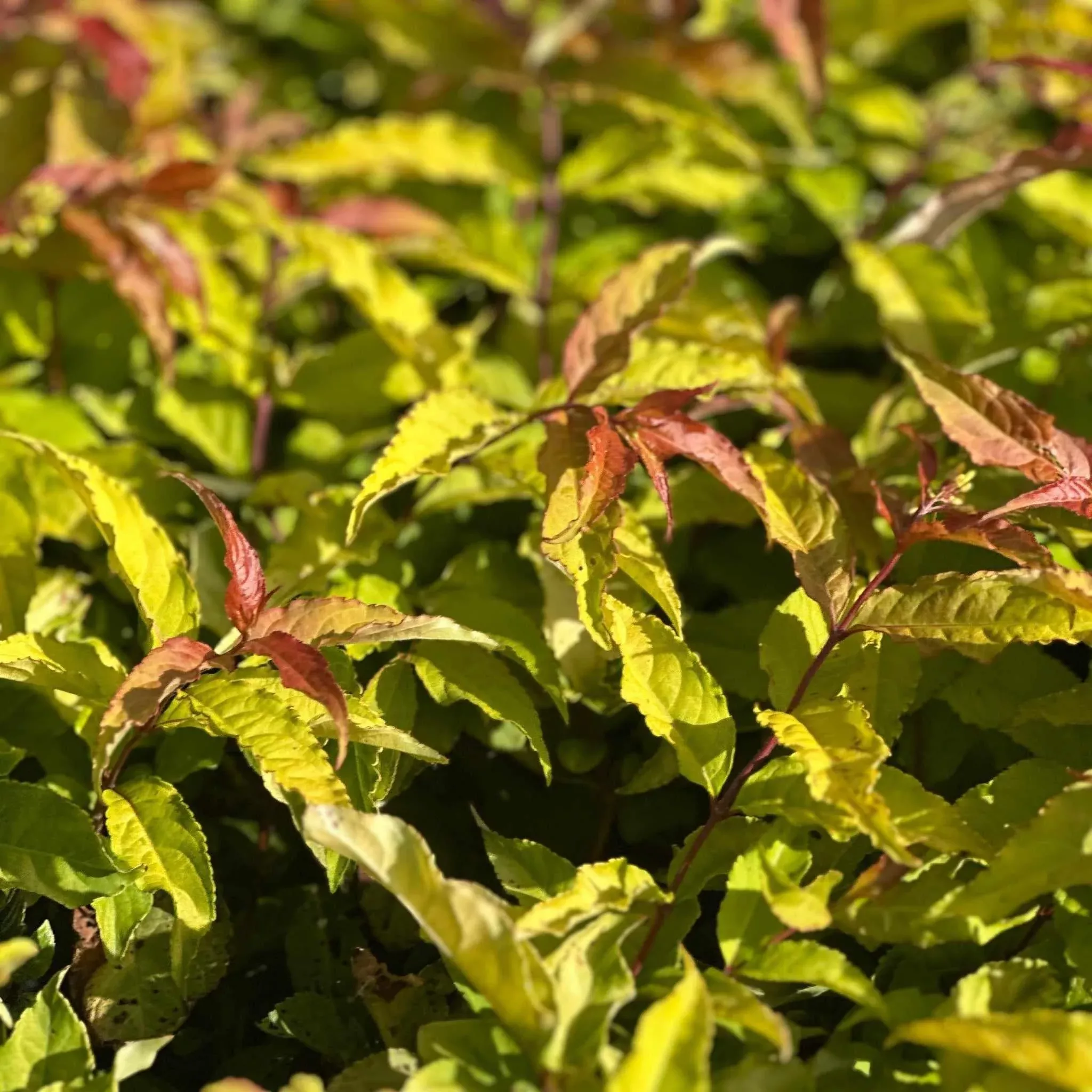 Kodiak Fresh Bush Honeysuckle