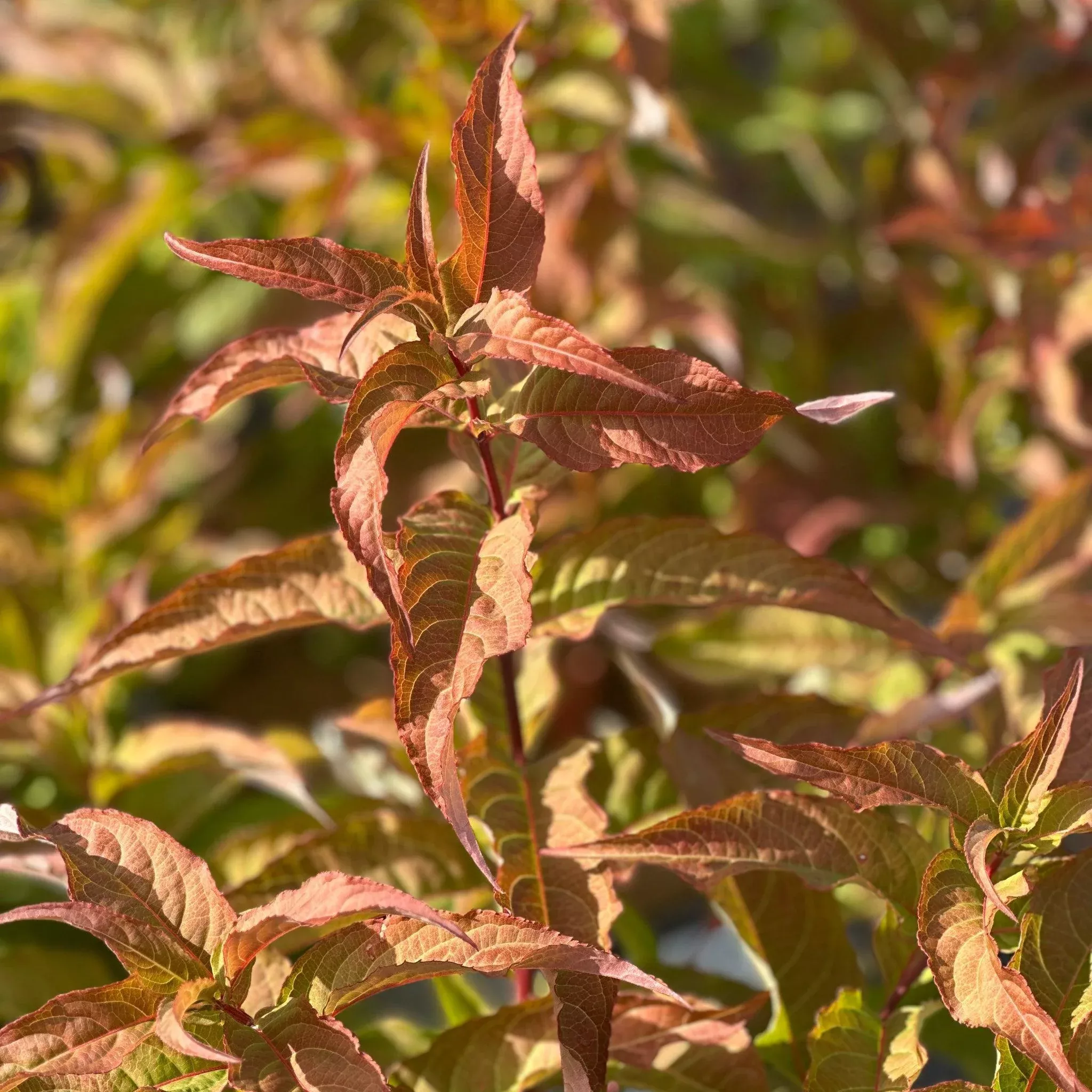 Kodiak Orange Bush Honeysuckle