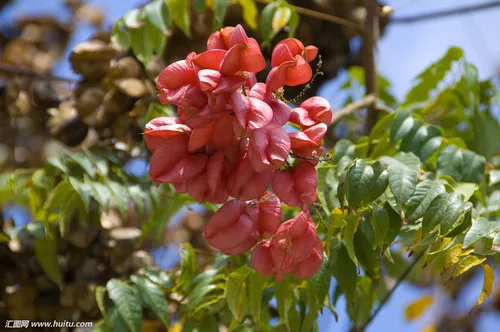 Koelreuteria elegans