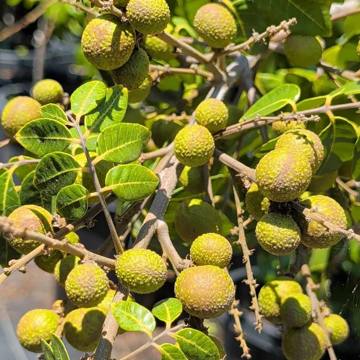 Kohala Longan