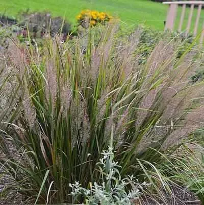 Korean Feather Reed Grass