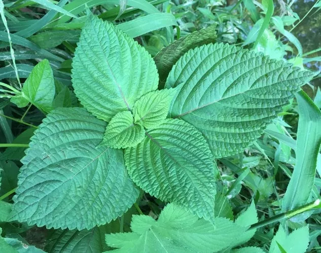 Korean Perilla Seeds