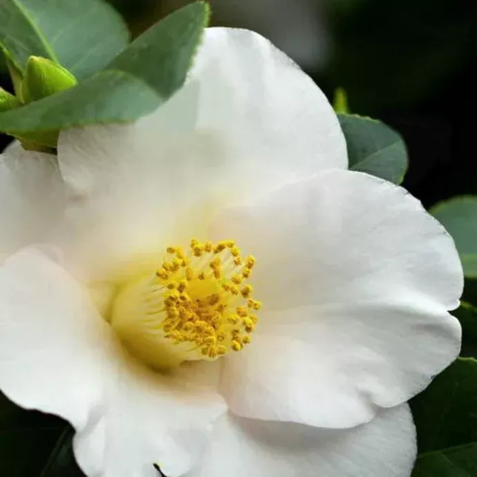 Korean Snow Camellia