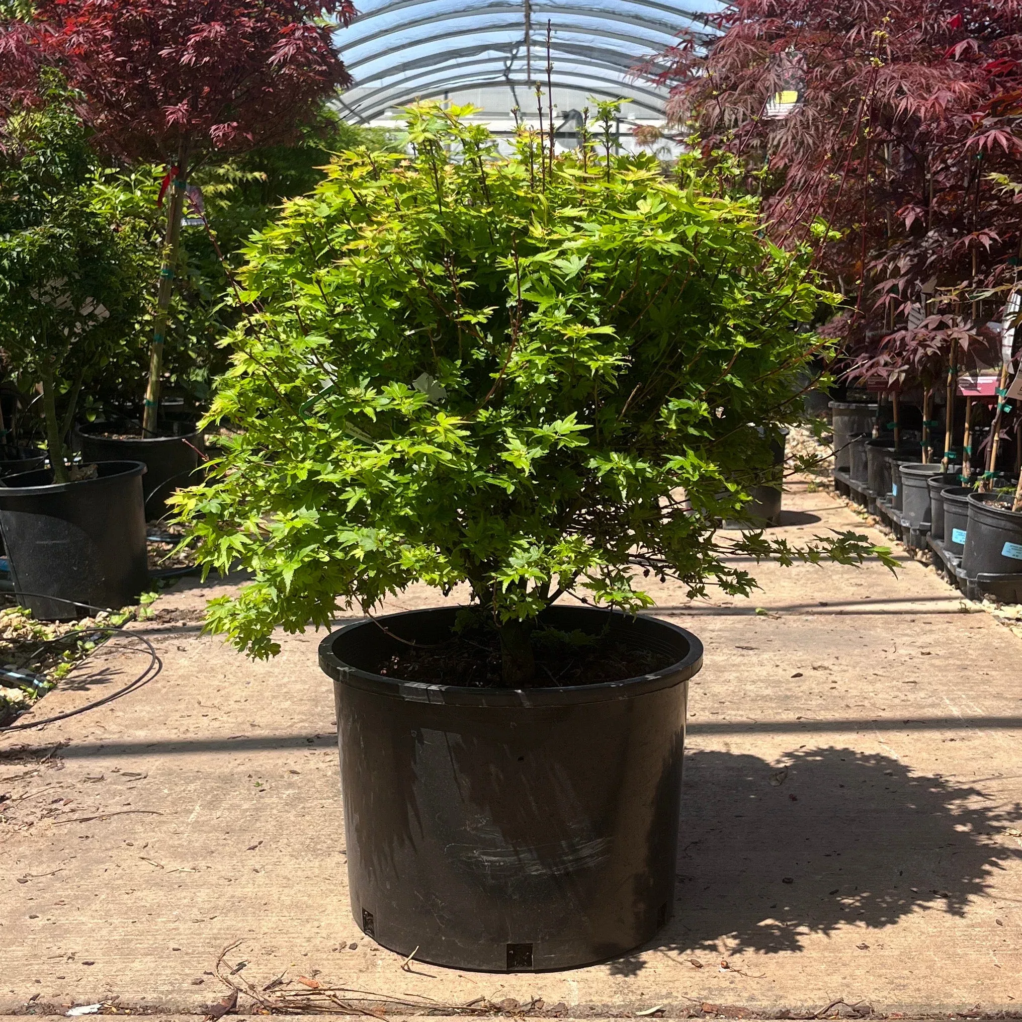 Koto Maru Japanese Maple - Acer palmatum - 6 Gallon Potted Tree
