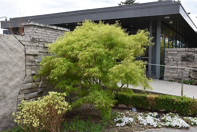 Koto No Ito Japanese Maple - Acer palmatum 'Koto No Ito' - 4-5 Foot Ball & Burlap Tree