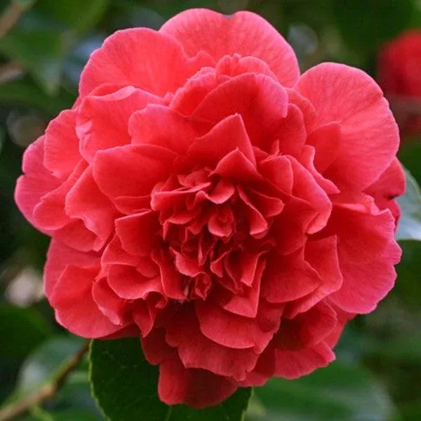 Kramer's Supreme Camellia
