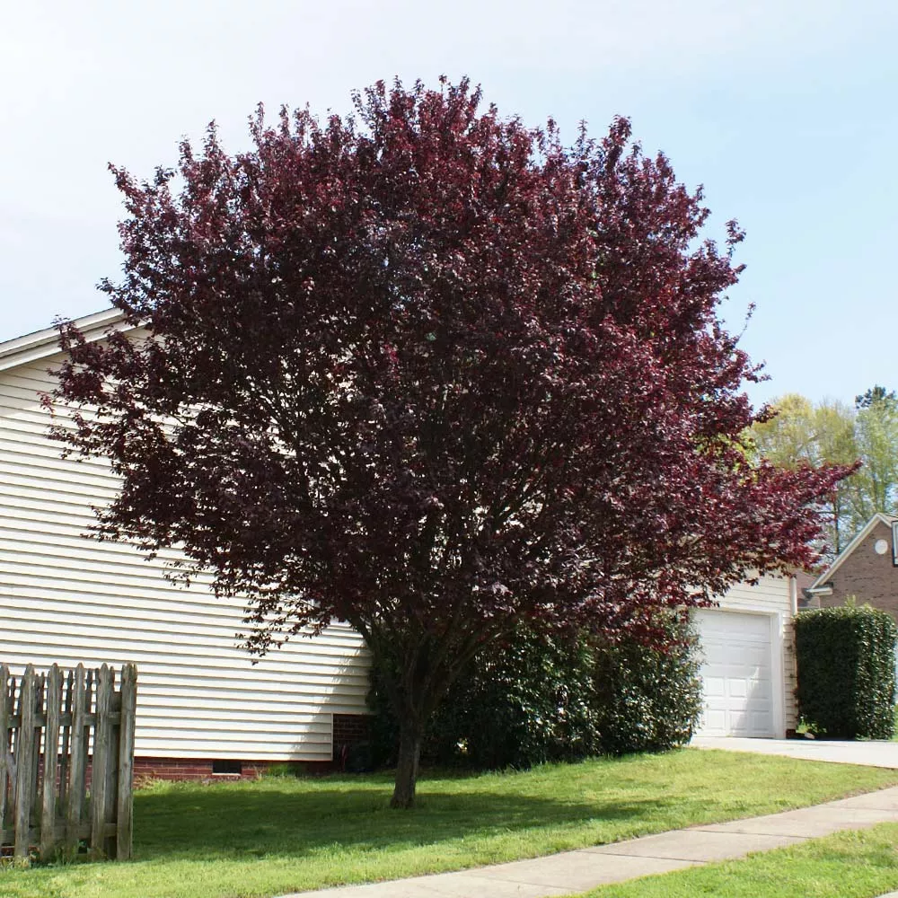 Krauter Vesuvius Flowering Plum Tree