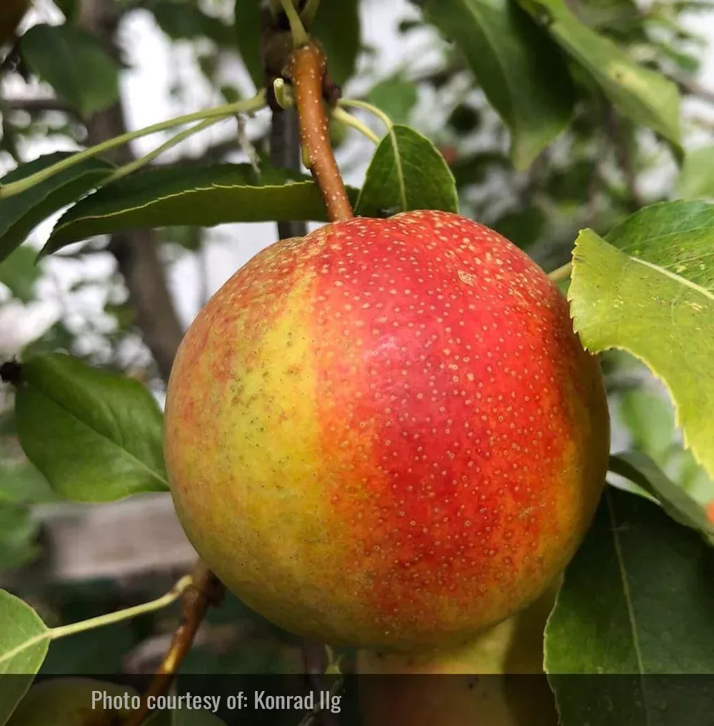 Krazulya Pear Tree