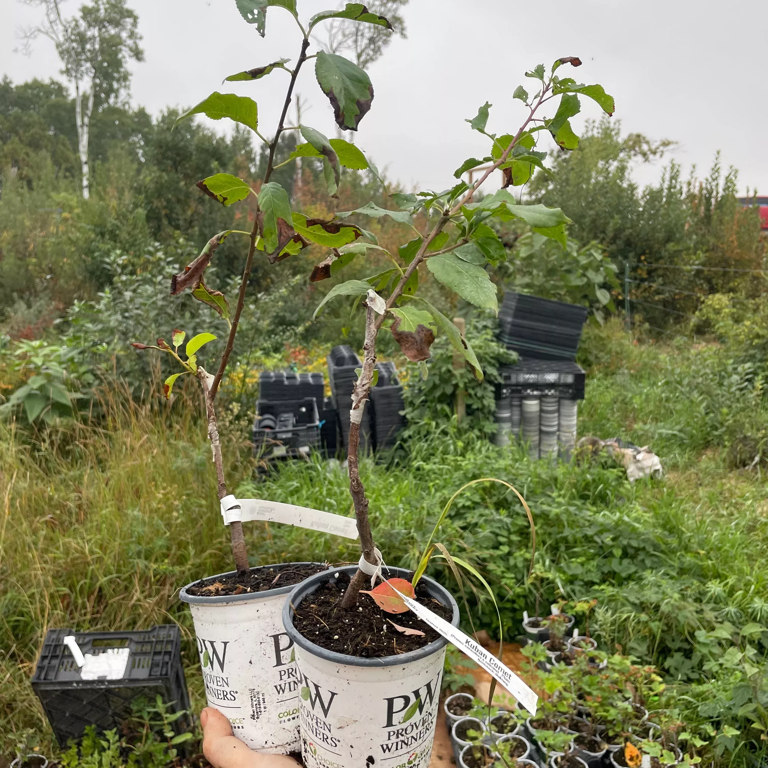 Kuban Comet Plum Tree