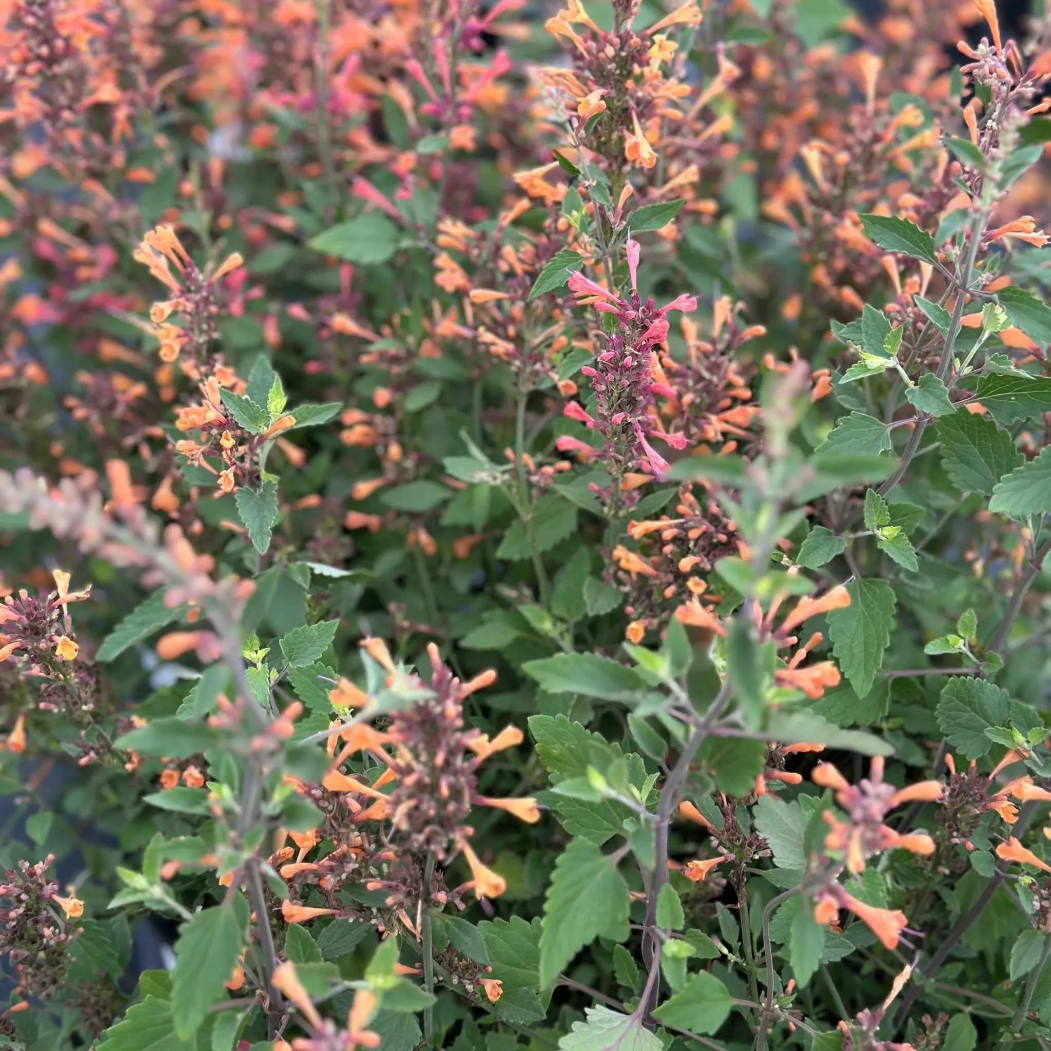 Kudos Mandarin Hummingbird Mint