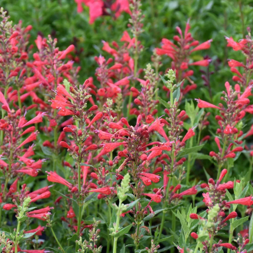 Kudos™ Red Hyssop