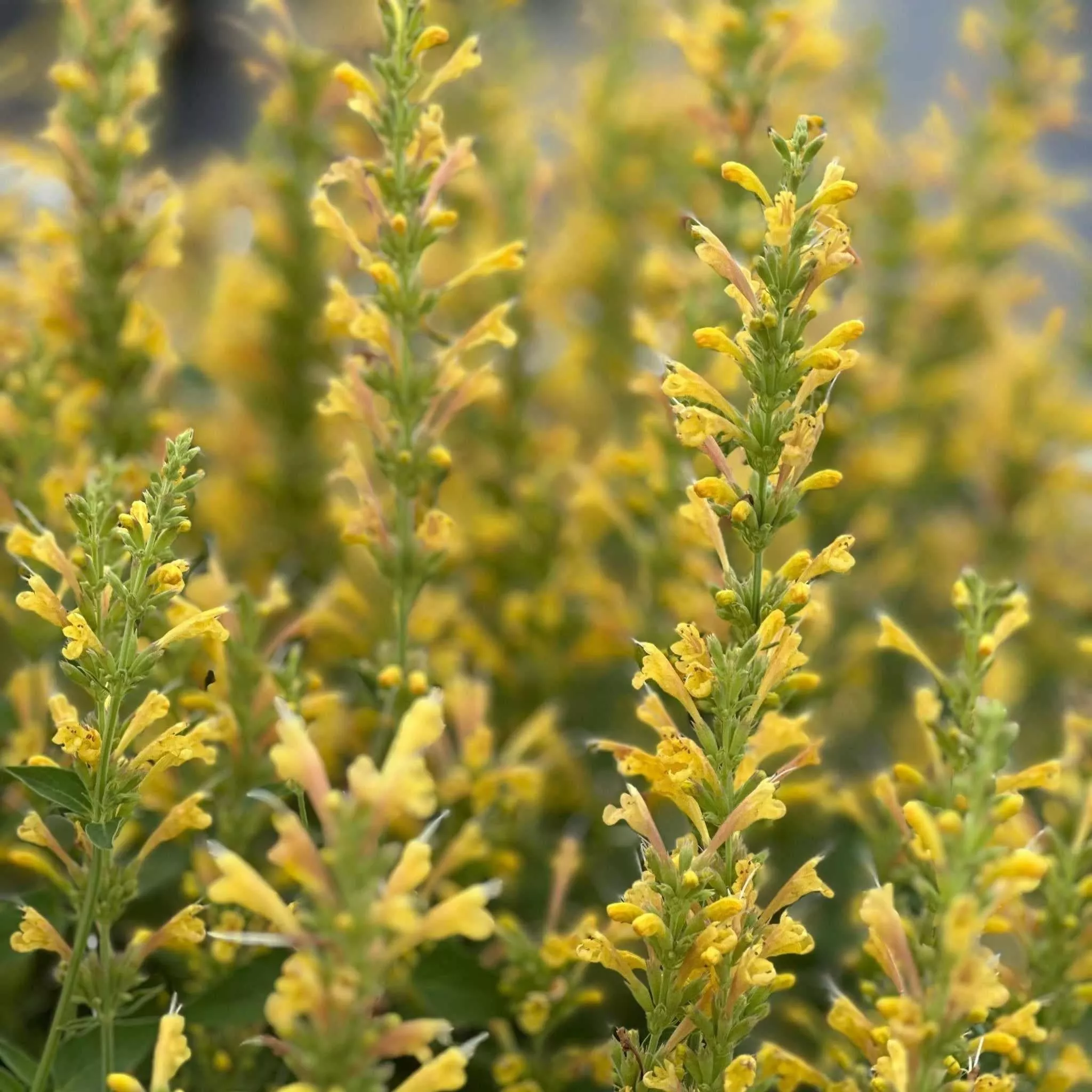 Kudos Yellow Hummingbird Mint