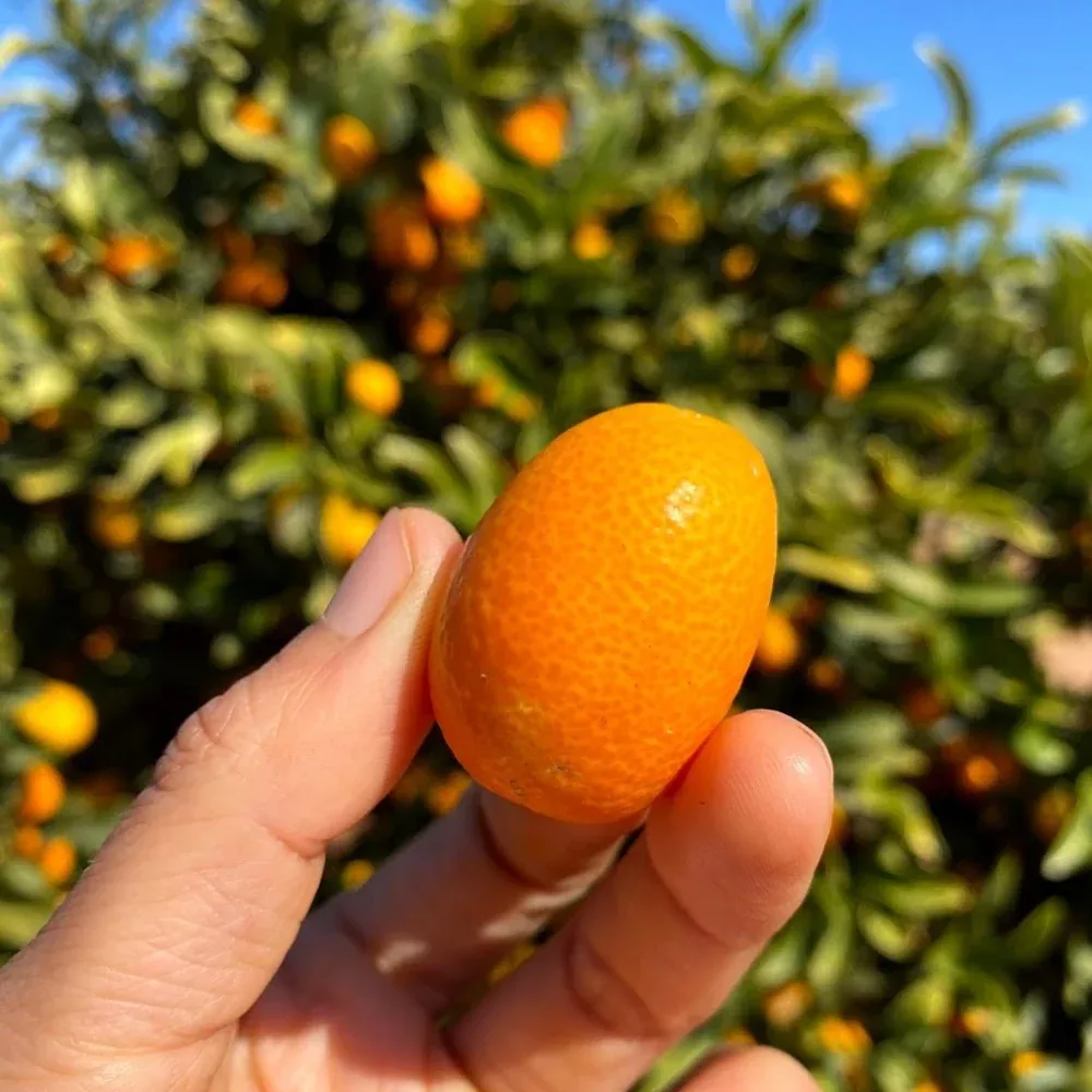 Kumquat *Pre-Order*