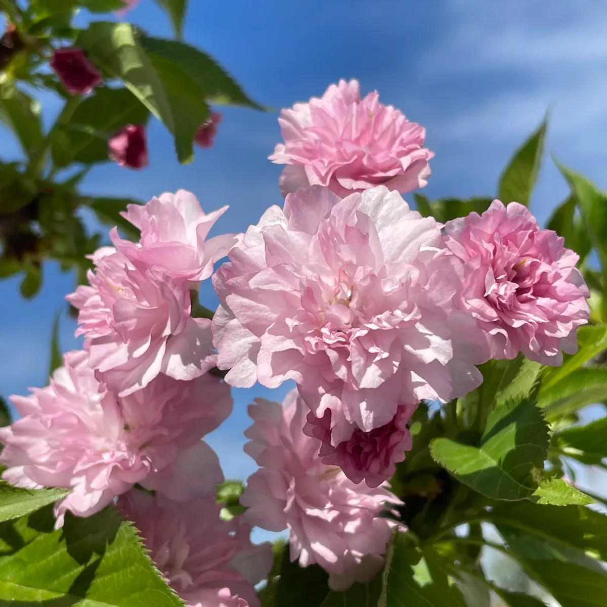 Kwanzan Flowering Cherry