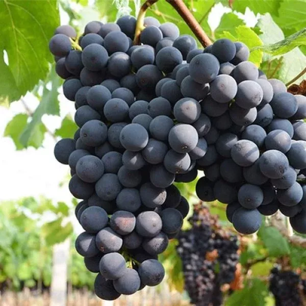 Kyoho Grape