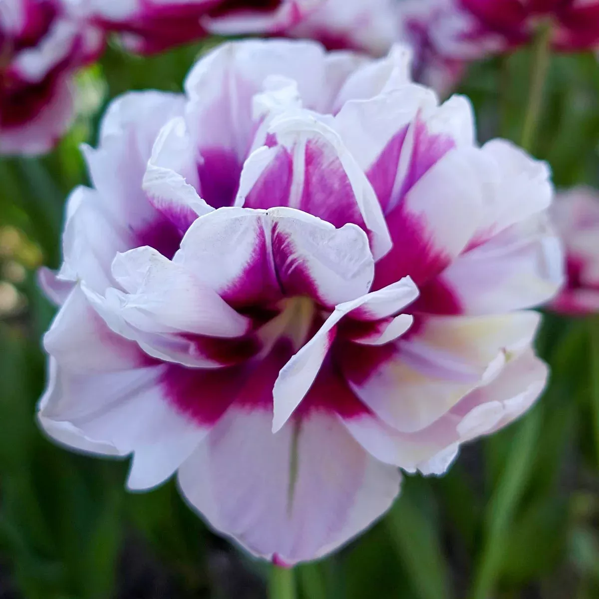 La Delicatesse Tulip