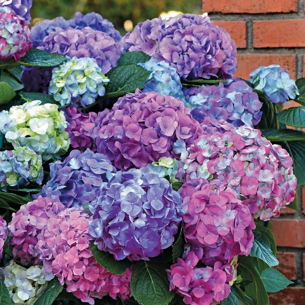 LA Dreamin' Hydrangea