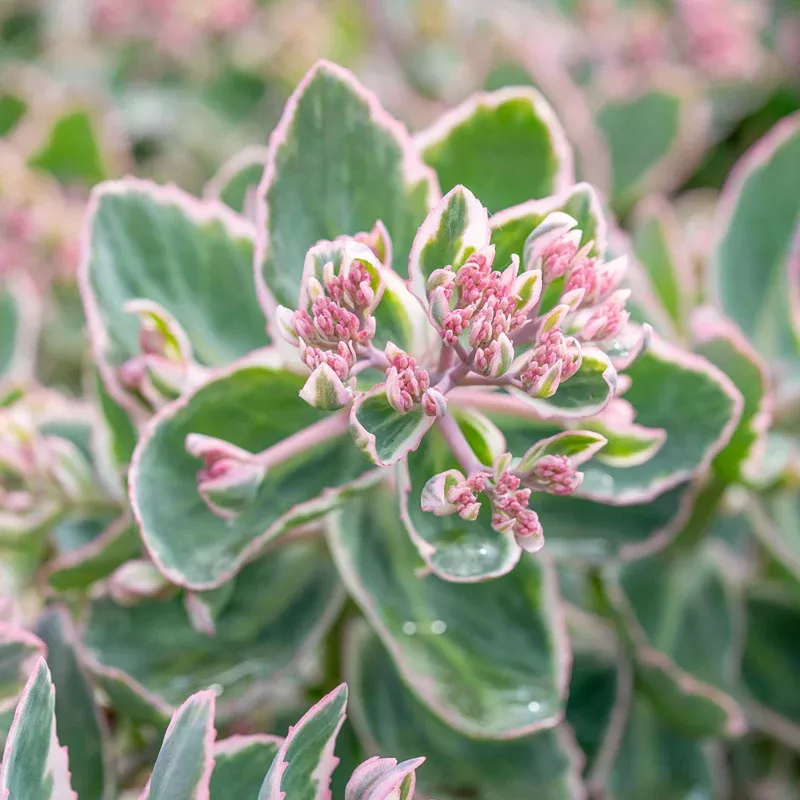 La Vie en Rose Sedum