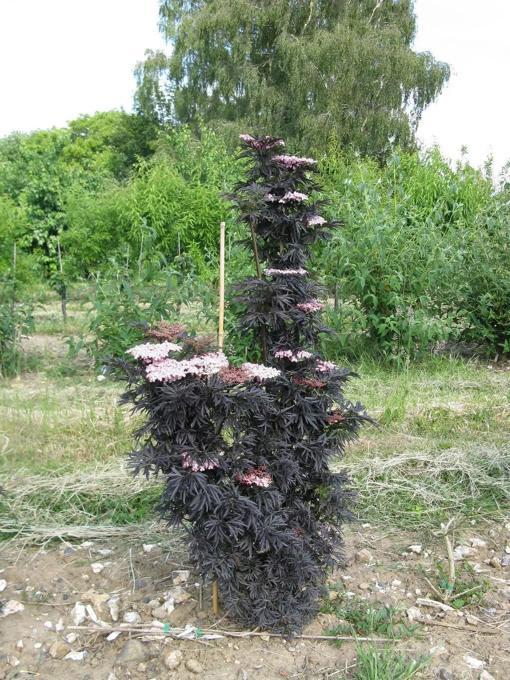 Laced Up Elderberry