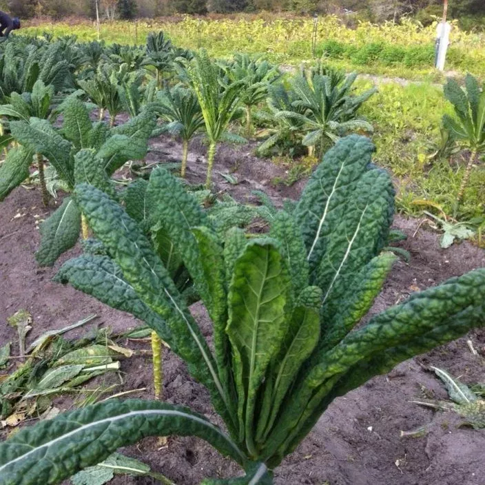 Lacinato Kale (Brassica oleracea var. acephala 'Lacinato') Organic Seeds – Dark Dinosaur Leaves, Rich Flavor, Cold-Hardy Green