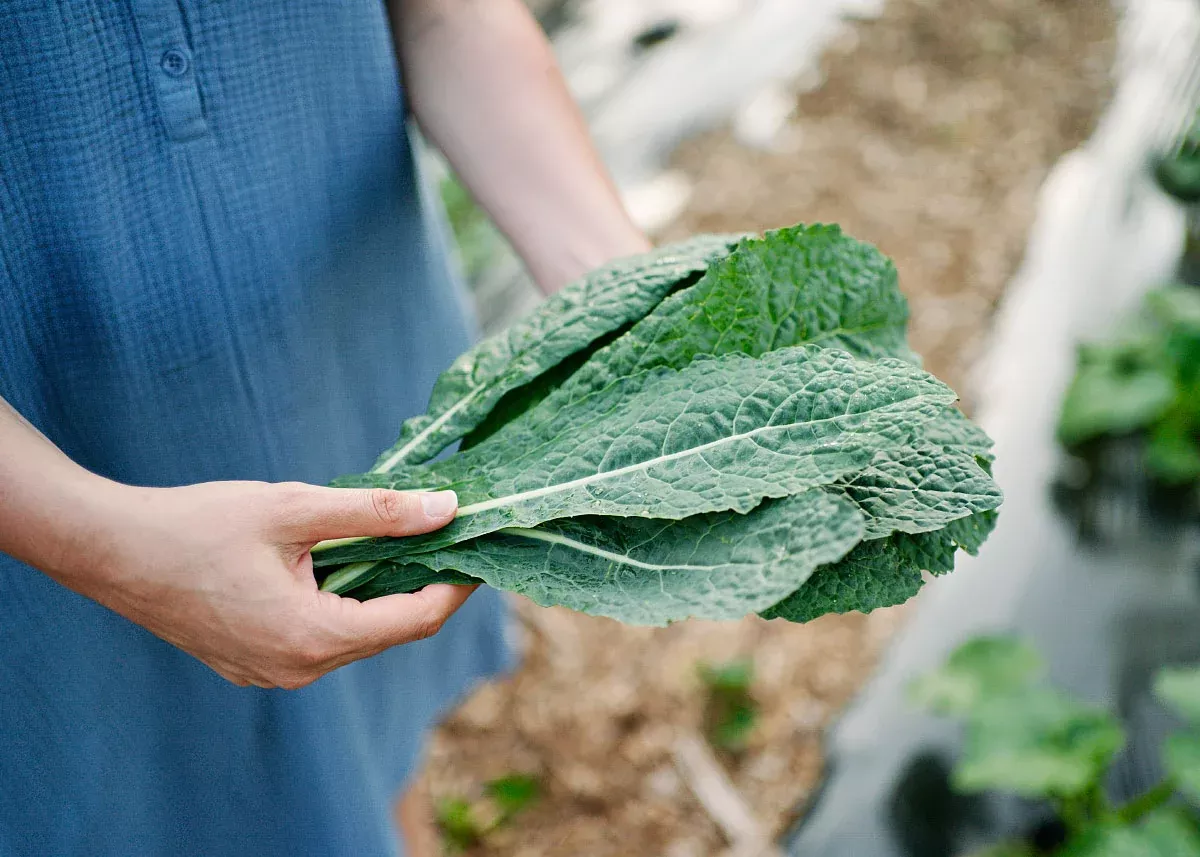 Lacinato - Organic Kale Seeds