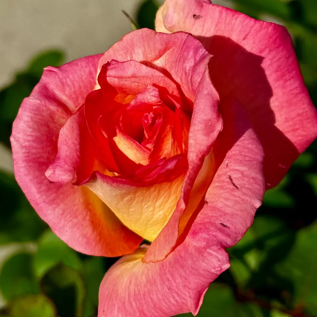 Lady Diana Rose