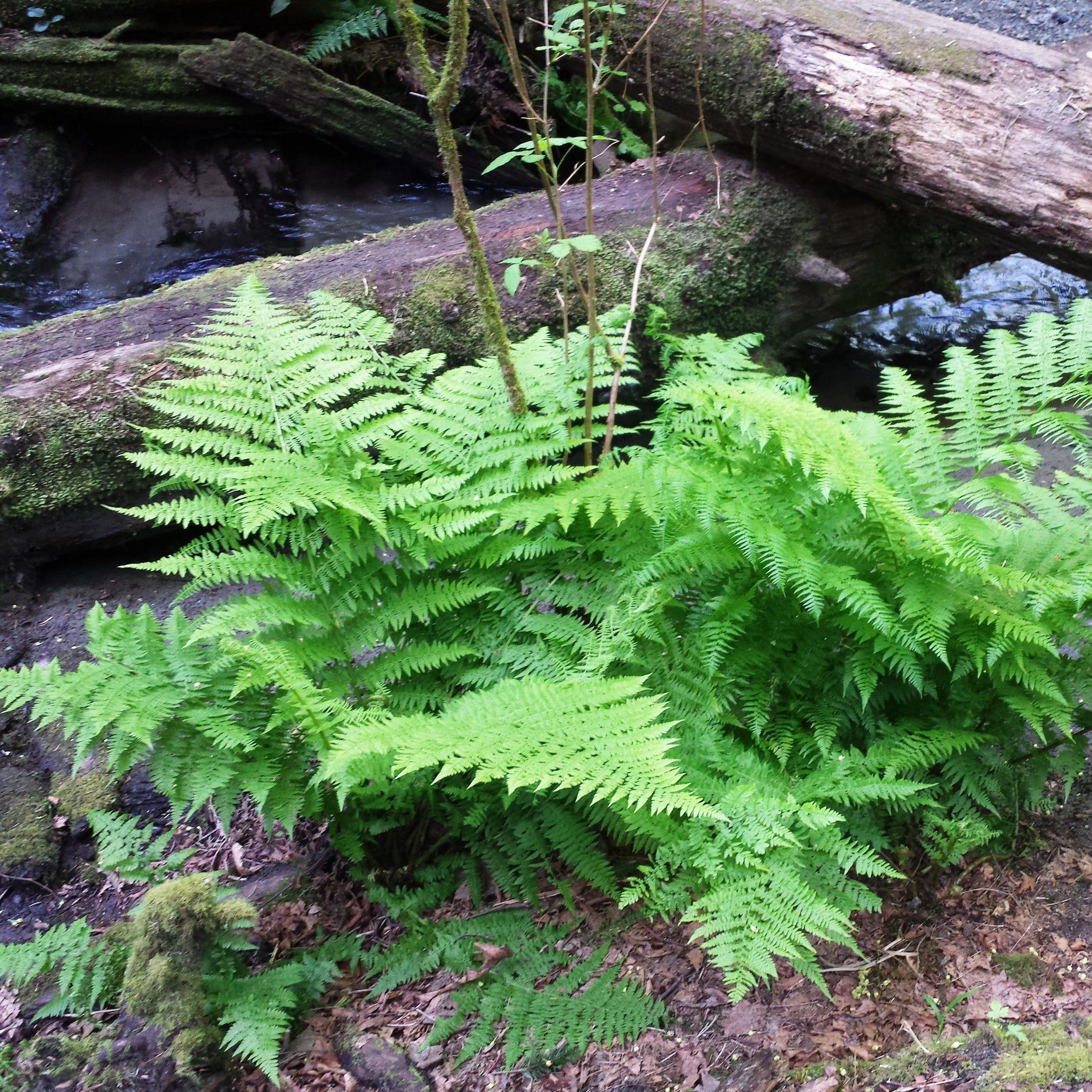 Lady Fern