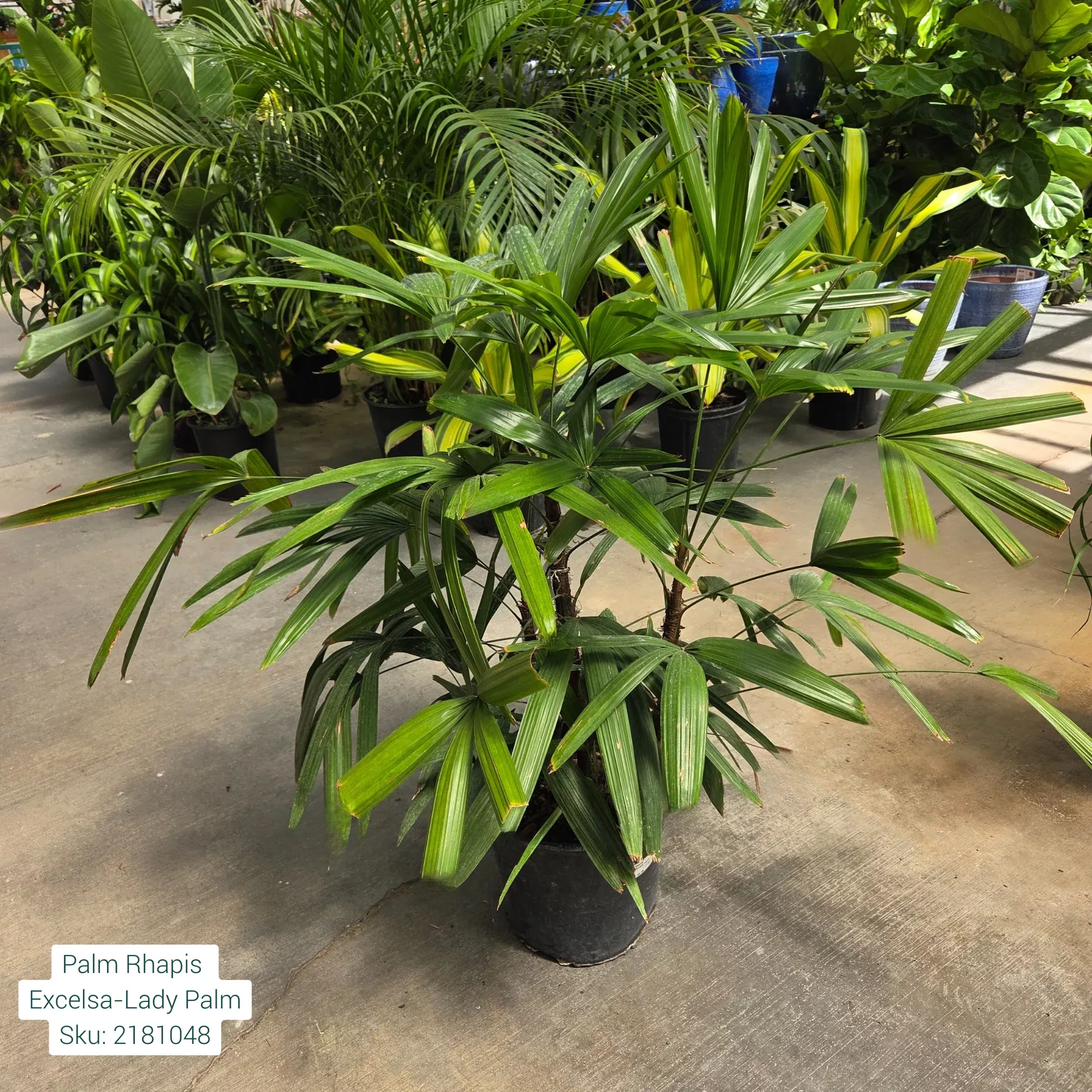 Lady Palm - Rhapis excelsa - 10" Potted Houseplant