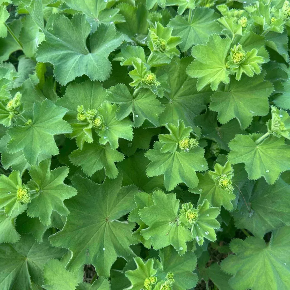 Lady's Mantle