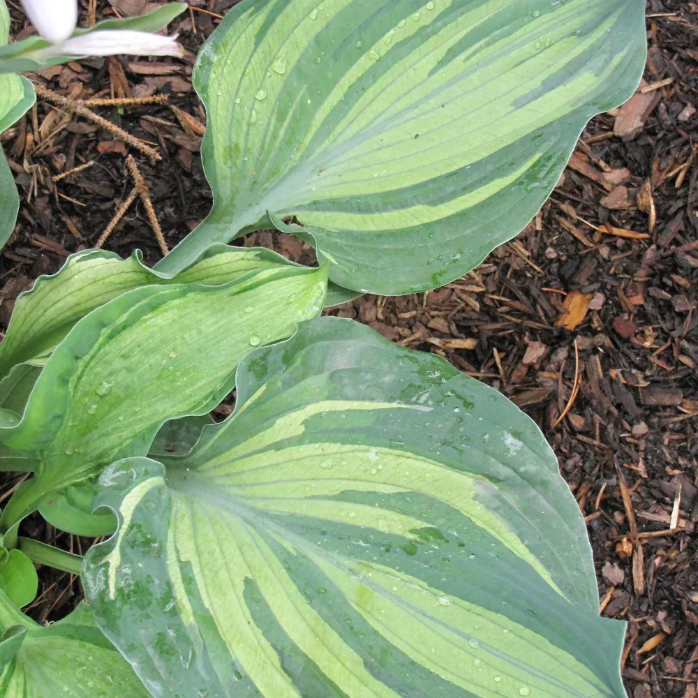 Lakeside Paisley Print Hosta