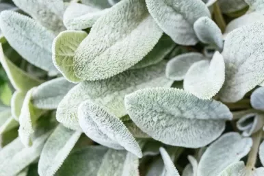 Lamb's Ear - Stachys -Assorted Varieties