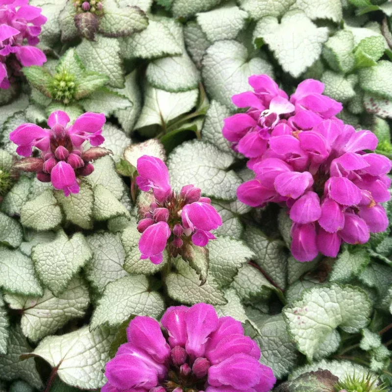 Lamium Beacon Silver Plant Plug (Lamium maculatum 'Beacon Silver') – Striking Silver Foliage – Ground Cover for Shade