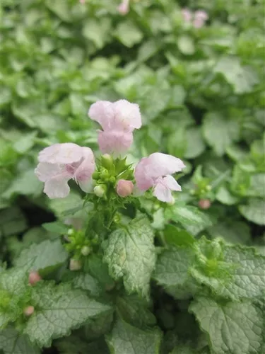 Lamium maculatum 'Pink Pewter' / Dead Nettle