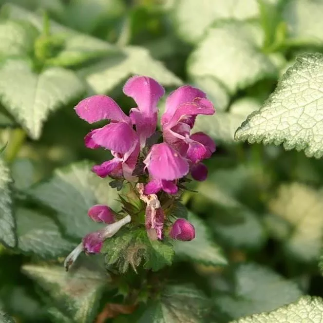 Lamium maculatum 'Purple Dragon'- Purple Dragon Deadnettle