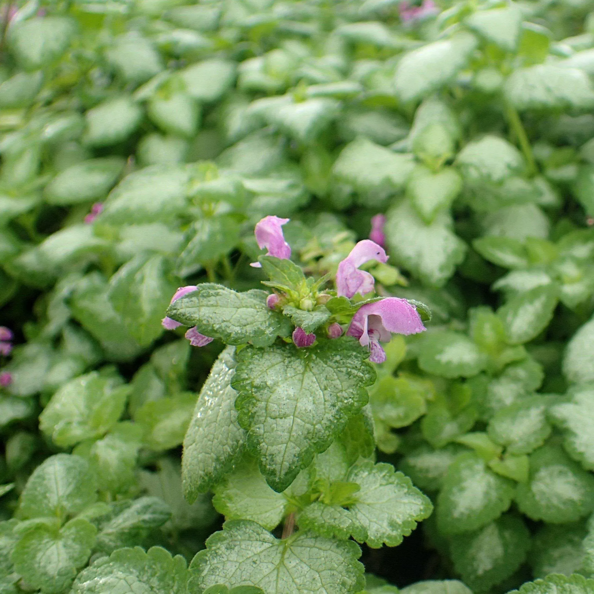Lamium maculatum 'Red Nancy'- Red Nancy Spotted Deadnettle