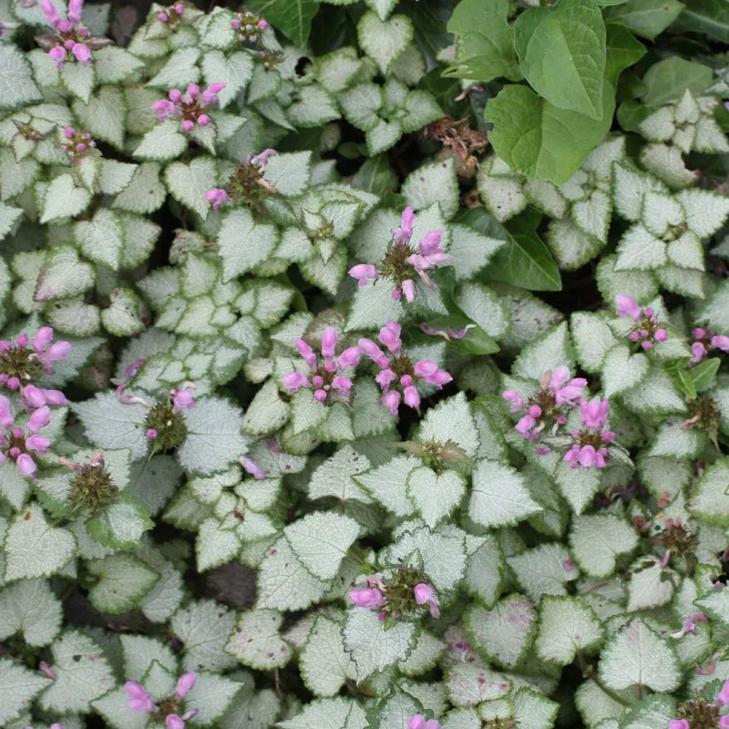 Lamium 'Pink Pewter' Plant Plug (Lamium maculatum 'Pink Pewter') – Low-Growing Pink Blooms with Variegated Foliage. Perfect Groundcover