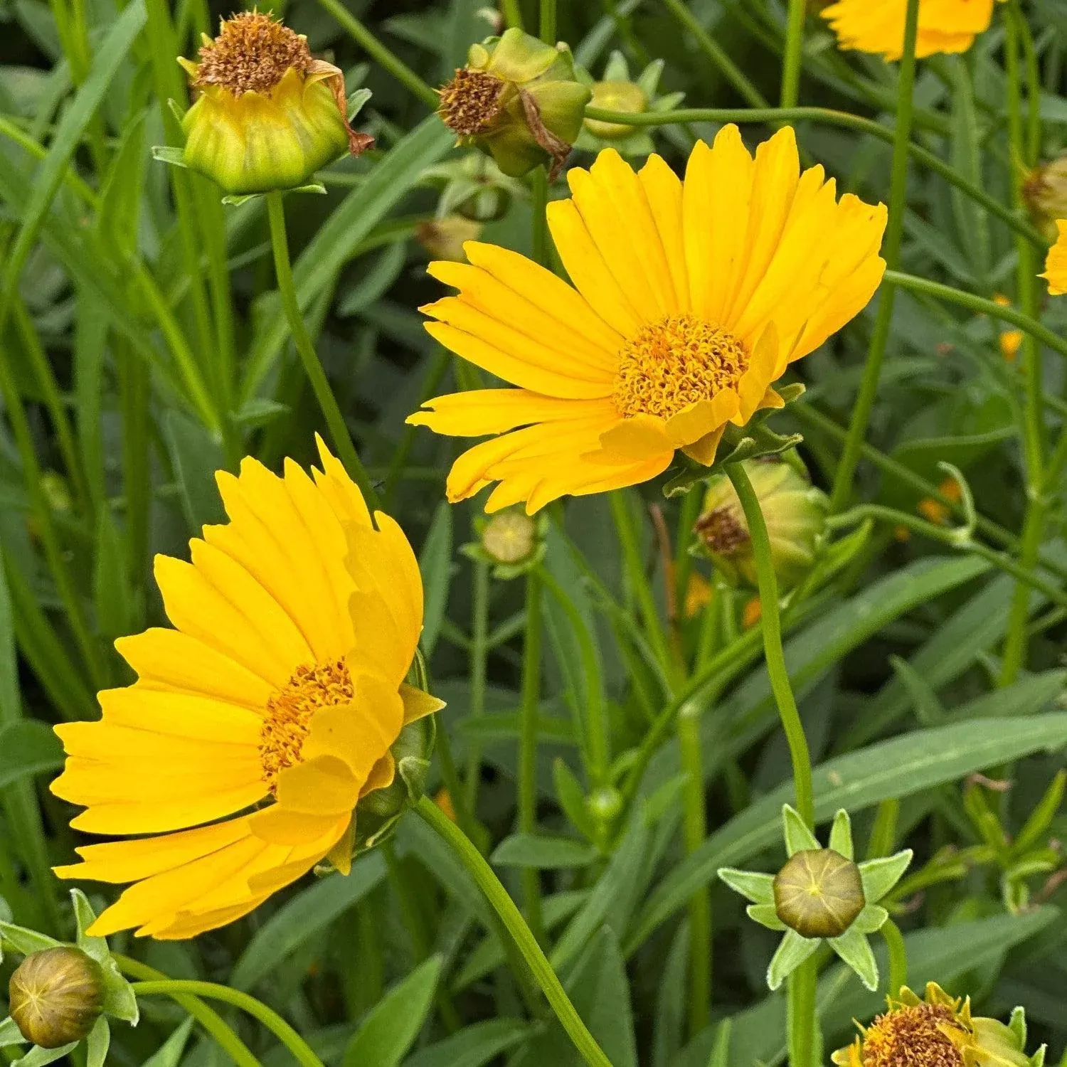 Lanceleaf Tickseed