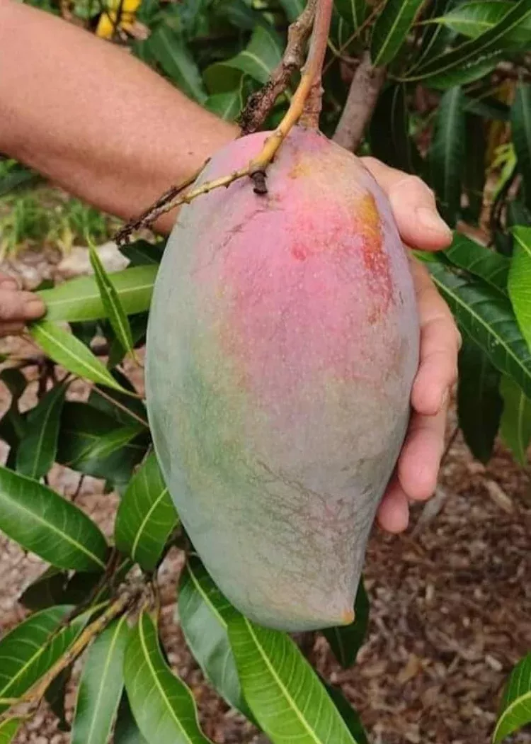 Lancetilla Mango Tree