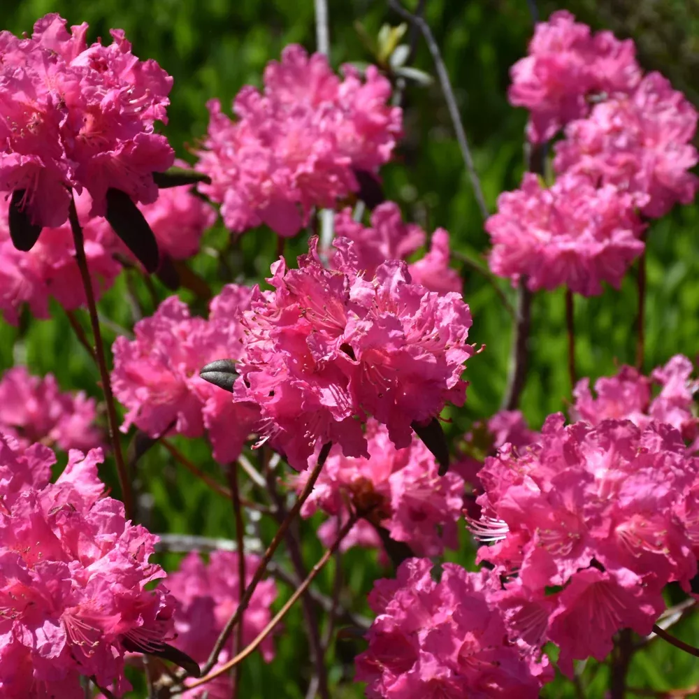 Landmark Rhododendron