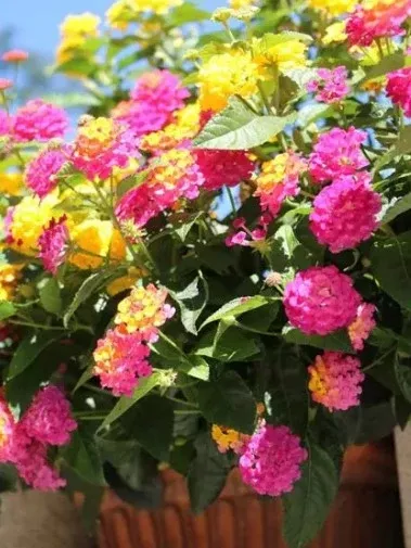 Lantana AP