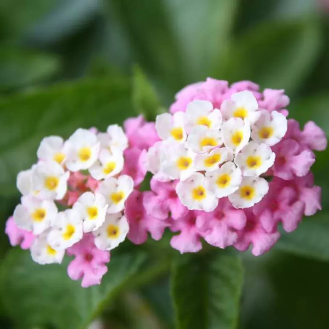 Lantana Bright Pink Plant Plug (Lantana camara 'Bright Pink') – Eye-Catching Blooms for Butterfly Gardens